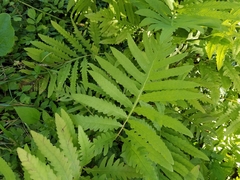 Onoclea sensibilis