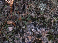 Petrosedum sediforme