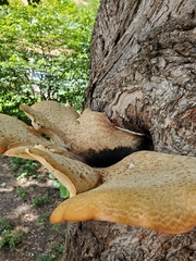 Cerioporus squamosus
