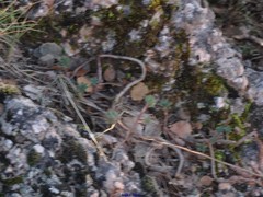 Petrosedum sediforme