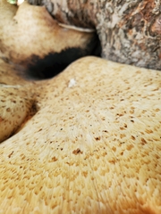 Cerioporus squamosus