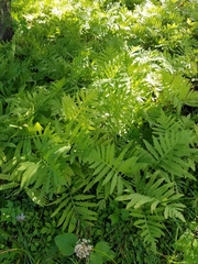 Onoclea sensibilis