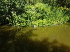 Trachemys scripta troostii