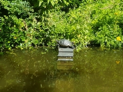 Trachemys scripta troostii