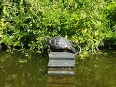 Trachemys scripta troostii