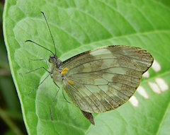 Dismorphia crisia foedora