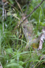 Bromus benekenii