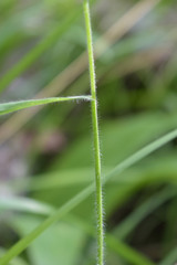 Bromus benekenii