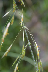 Bromus benekenii
