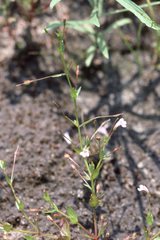 Lindernia dubia anagallidea