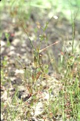 Lindernia dubia anagallidea