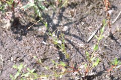 Lindernia dubia anagallidea