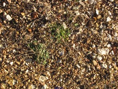 Helianthemum oelandicum