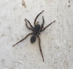 Trochosa niveopilosa