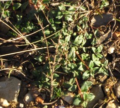 Helianthemum oelandicum