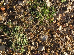 Helianthemum oelandicum