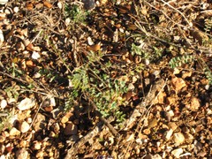 Sanguisorba minor balearica