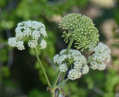 Angelica scabrida