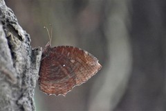 Elymnias hypermnestra
