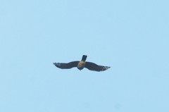 Accipiter nisus