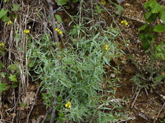 Linaria saxatilis