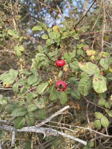 iNaturalist observation photo of California Wild Rose