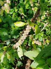 Leonurus cardiaca