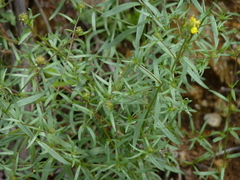 Linaria saxatilis