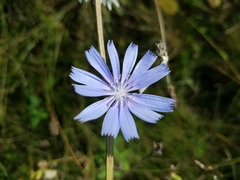 Cichorium intybus