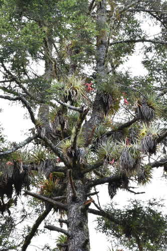 Hickel's fir