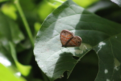 Euptychia fetna