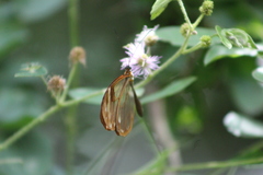 Greta morgane morgane