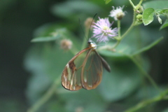 Greta morgane morgane