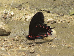 Mimoides thymbraeus aconophos