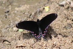 Mimoides thymbraeus aconophos