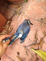 Cyanocitta cristata