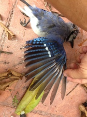 Cyanocitta cristata