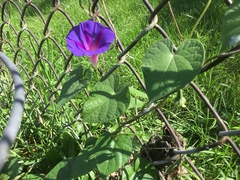 Ipomoea purpurea