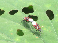 Anochrostomus formosus