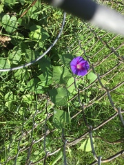 Ipomoea purpurea