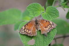 Anaea