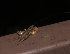Duolandrevus coulonianus