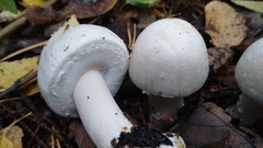 Agaricus abruptibulbus