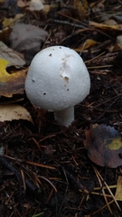 Agaricus abruptibulbus