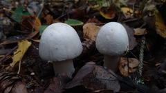 Agaricus abruptibulbus