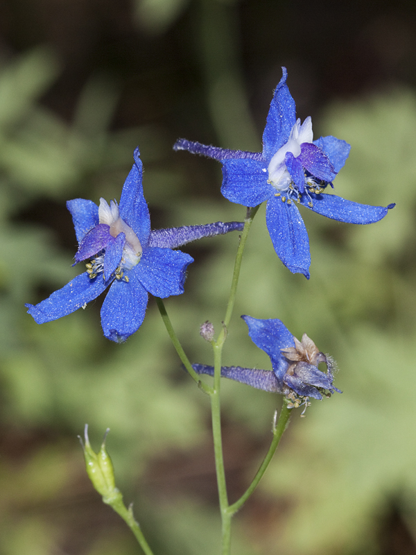 Nuttall's larkspur (Plants of Crawford State Park) · iNaturalist