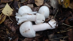 Agaricus abruptibulbus