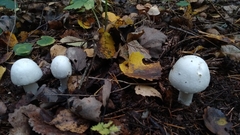Agaricus abruptibulbus