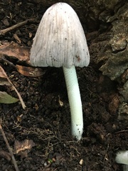 Coprinopsis insignis