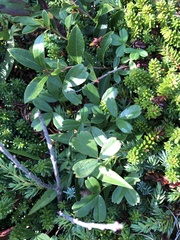 Sibbaldiopsis